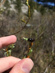 Chrysomela aeneicollis