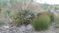 Thamnochortus cinereus