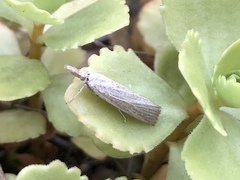 Pediasia luteella