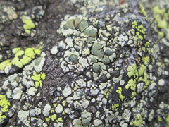 Lecanora intricata
