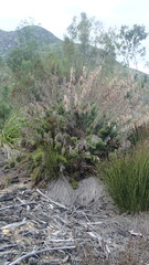 Thamnochortus cinereus