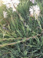 Thelypodium crispum