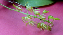 Notylia pubescens