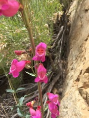 Penstemon floridus floridus