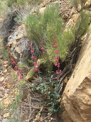 Penstemon floridus floridus
