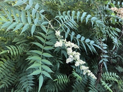 Sorbaria