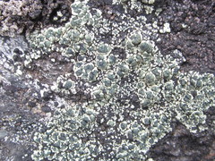 Lecanora intricata
