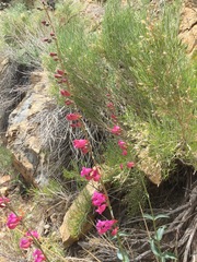 Penstemon floridus floridus
