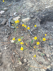 Erythranthe montioides