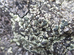 Lecanora intricata