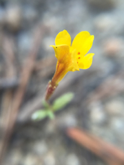 Erythranthe montioides