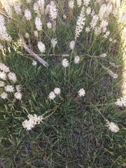 Thelypodium crispum