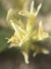 Astragalus bolanderi