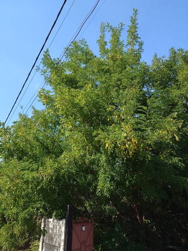 black locust