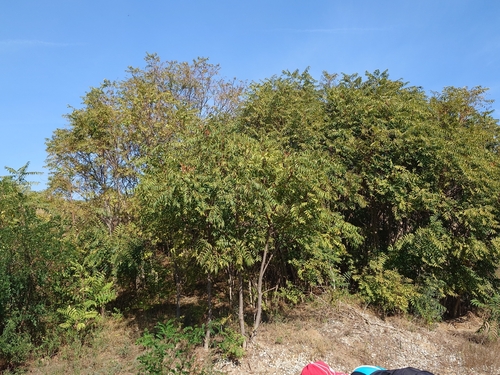 tree-of-heaven