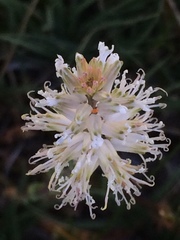 Thelypodium crispum