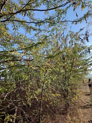 honey locust