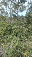 Pterocelastrus rostratus