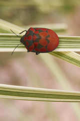 Pachycoris