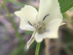 Calochortus minimus