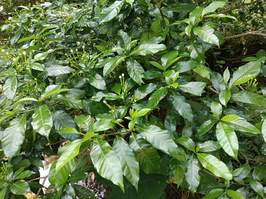 Tabernaemontana divaricata, Q82G+74H, Thuravoor Thekku, Kerala 688531, India
