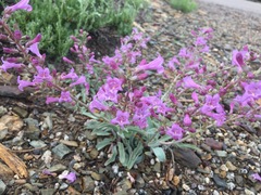 Penstemon patens