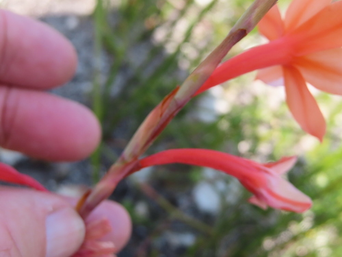 Image of Watsonia stenosiphon by (c) linkie, some rights reserved (CC BY)