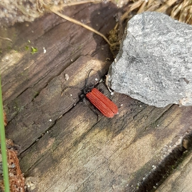 Platycis minutus
