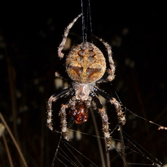 Araneus andrewsi