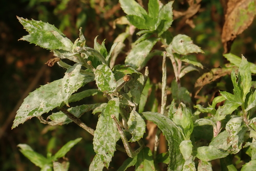 Willowherb Mildew