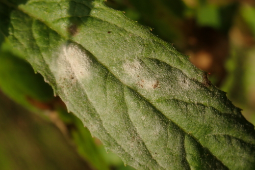 Willowherb Mildew