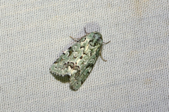Bryolymnia viridata