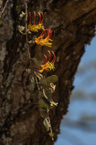 Plicosepalus curviflorus