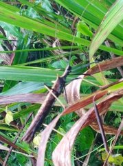 Pseudophasma bispinosum