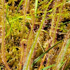 Drosera filiformis