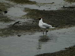 Chroicocephalus ridibundus