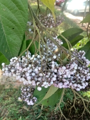 Callicarpa nudiflora