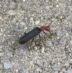 Podabrus conspiratus