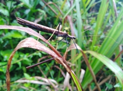 Pseudophasma bispinosum