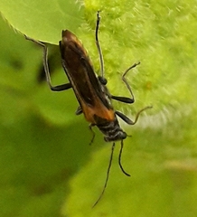 Oedemera simplex