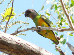 Poicephalus senegalus
