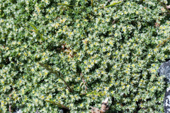 Paronychia polygonifolia