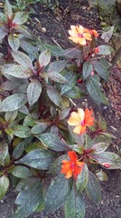 Impatiens hawkeri