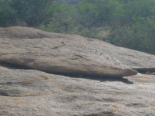 Matobosaurus maltzahni