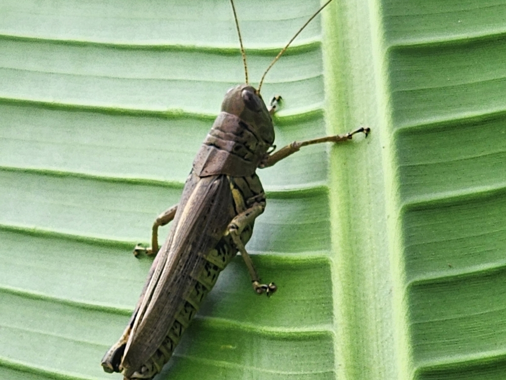 Differential Locust
