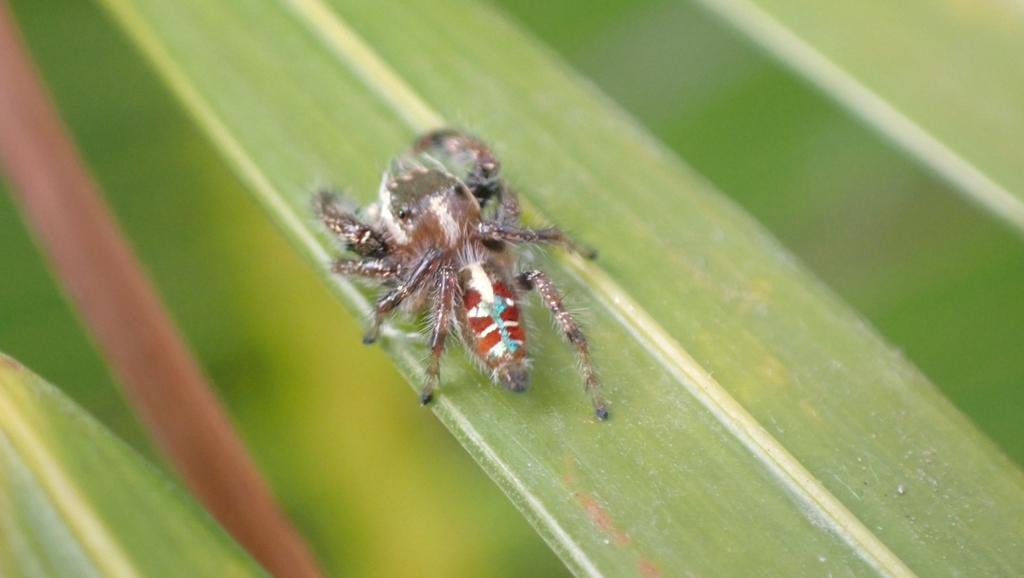 Thyene benjamini