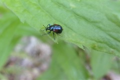 Synolabus bipustulatus