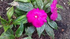 Impatiens hawkeri