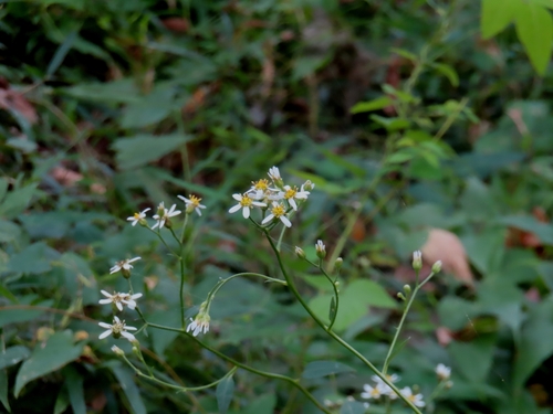 Image of Aster scaber by (c) mami_t_t, some rights reserved (CC BY)