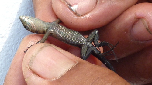 Kentropyx calcarata